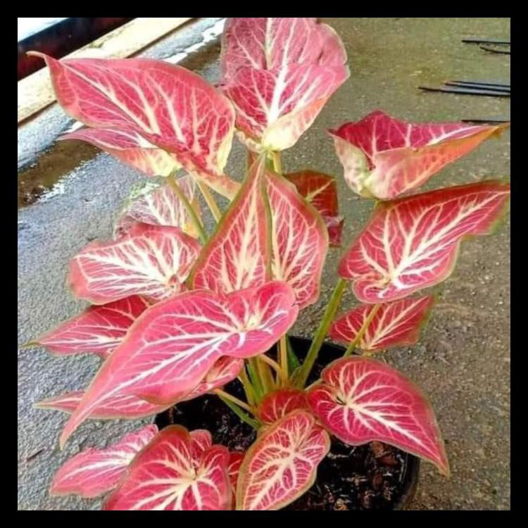 Umbi Caladium White Bone / Keladi Hias Import Kode 878