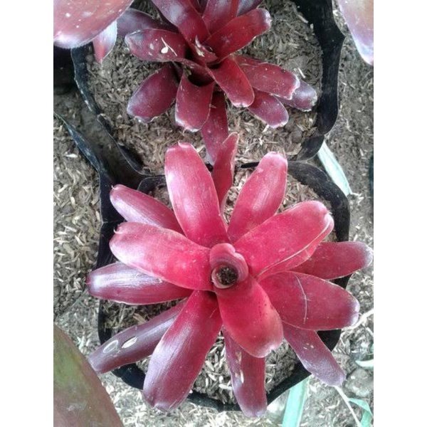 bromelia merah mini