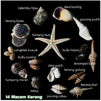 PAKET CANGKANG KERANG  HIASAN AQUARIUM , TEMA LAUT ,  PRAKARYA ANAK SEKOLAH KERAJINAN TANGAN