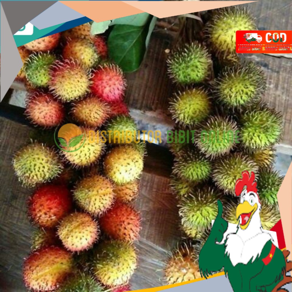 Bibit Buah Rambutan Rapiah Siap Berbuah