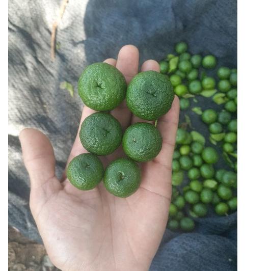 

Hot Sale jeruk limo / jeruk sambal per 1kg kualitas super petik pagi dari kebun