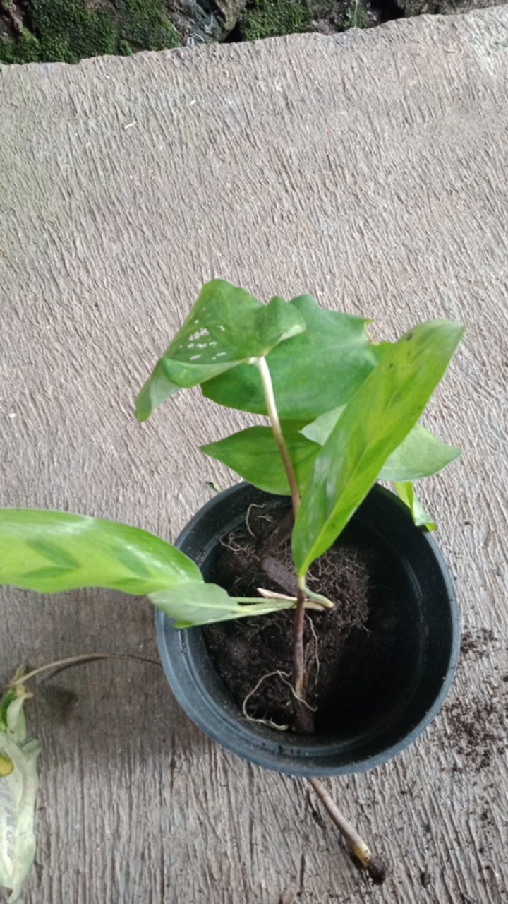 Keladi Wayang Pink/keladi Batik