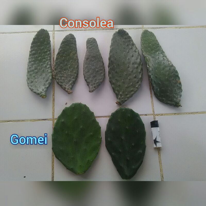 kaktus opuntia consolea/gomei 19cm