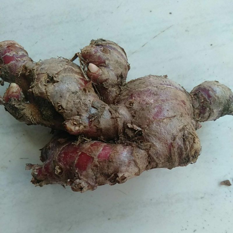 

jahe merah /250 gram
