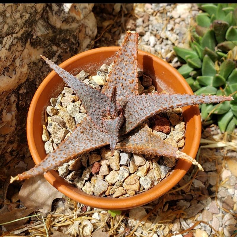 Sukulen Aloe Lavender Star