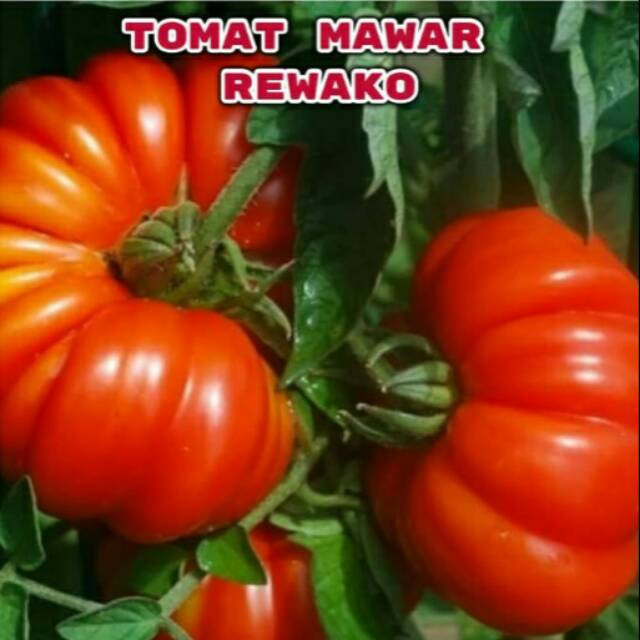 Paket hemat benih/biji/seed 6 jenis tomat hias tomat unik