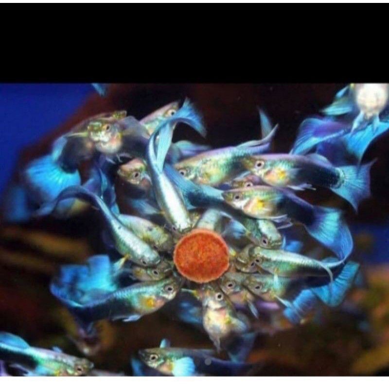 guppy blue diamond jantan