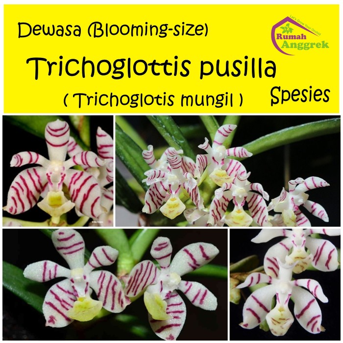 Trichoglottis Pusilla anggrek mini oncidium trichoglotis 