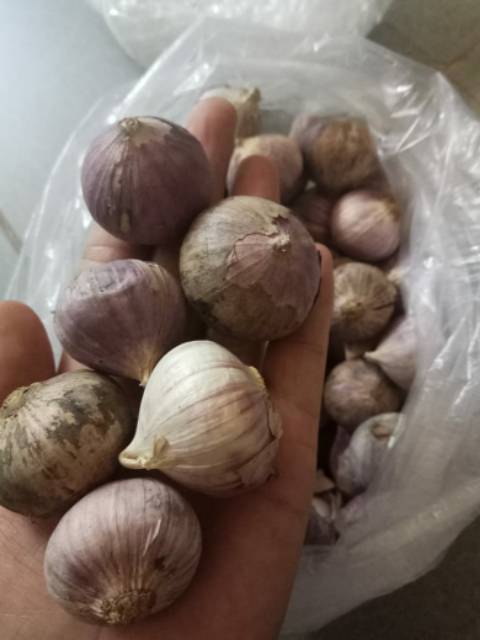 

Bawang putih tunggal 1kg BESAR import
