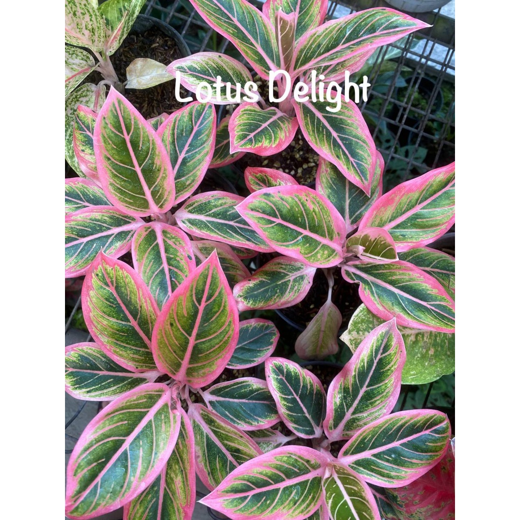 Aglaonema Lotus Delight asli rawatan