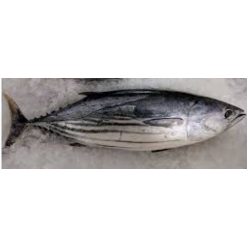 

ikan cakalang 1kg 34000