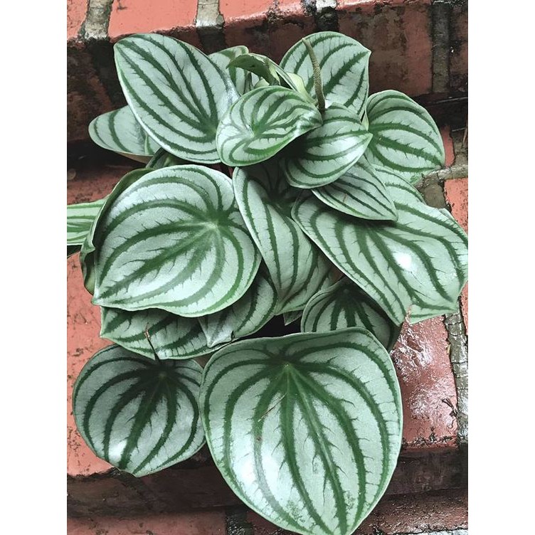 Tanaman Hias Peperomia Watermelon - Peperomia Watermelon Silver - Peperomia Argyreia - Peperomia