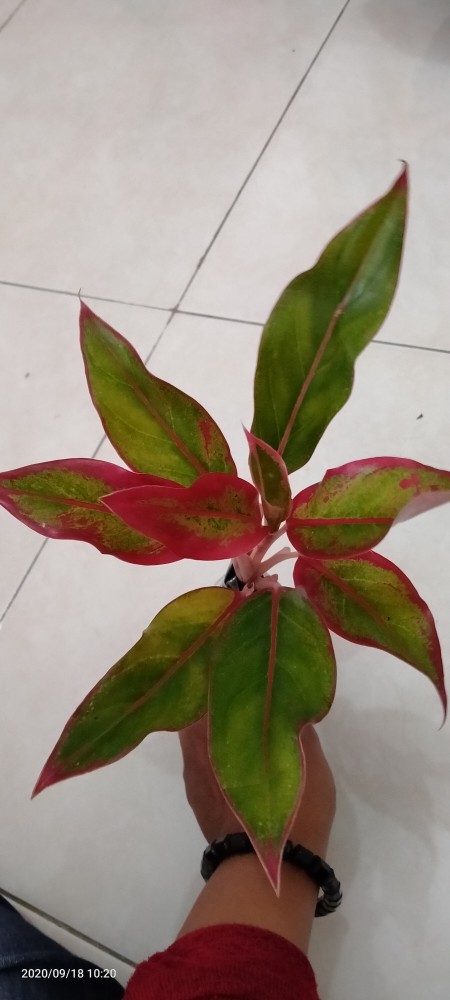 Aglaonema Lipstick Tanaman Hias