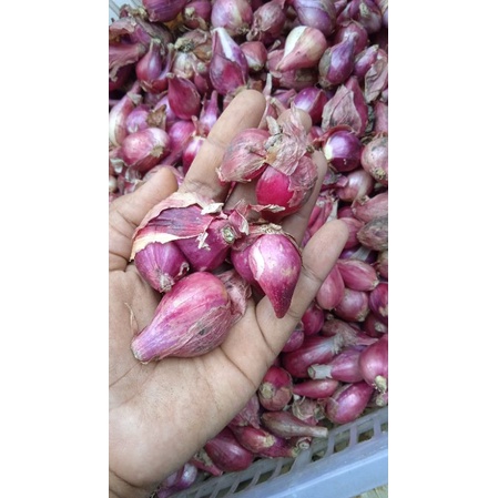 

bawang merah super