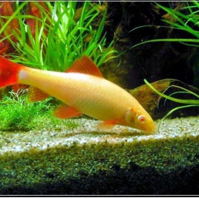 Hiasan Aquarium Redfin Albino Alga Eater Lumut Aquarium Aquascape