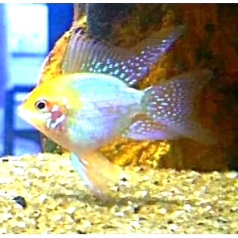 

ikan hias golden remirezi