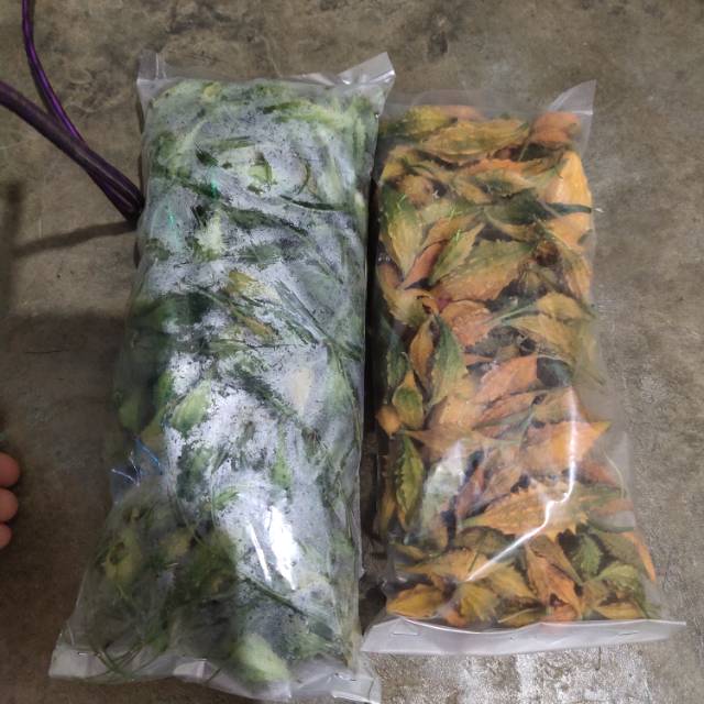 

buah pare pare alas buah fresh per 2 bungkus