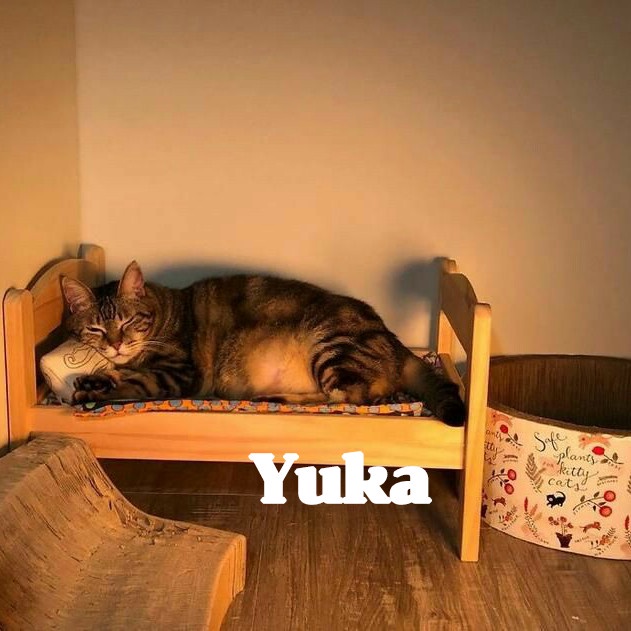 ranjang kucing/tempat tidur kucing/ranjang hewan/ranjang mini