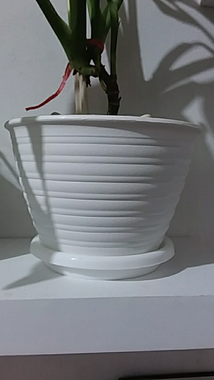 12cm Pot Tawon 12 Budi Jaya