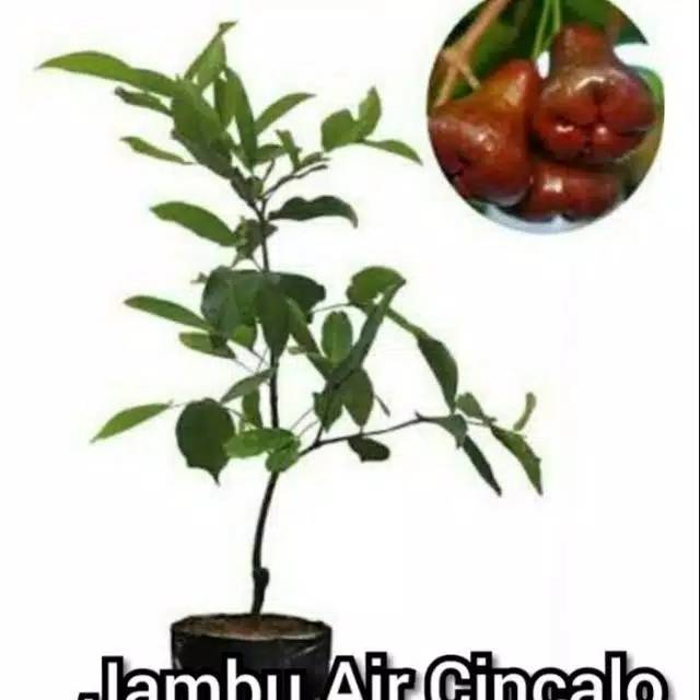 Bibit jambu air cincalo