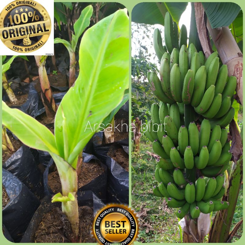 Bibit Pisang Cavendish Kuning/Cavendish Sunpride