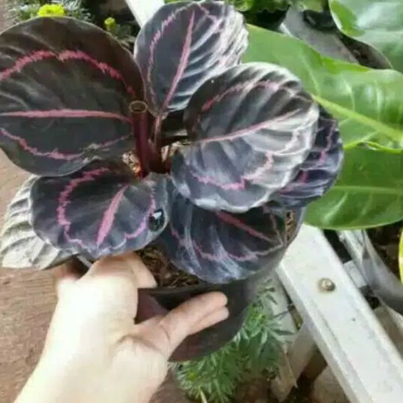 Calathea MEDALION / KALATEA MEDALION IMPORT