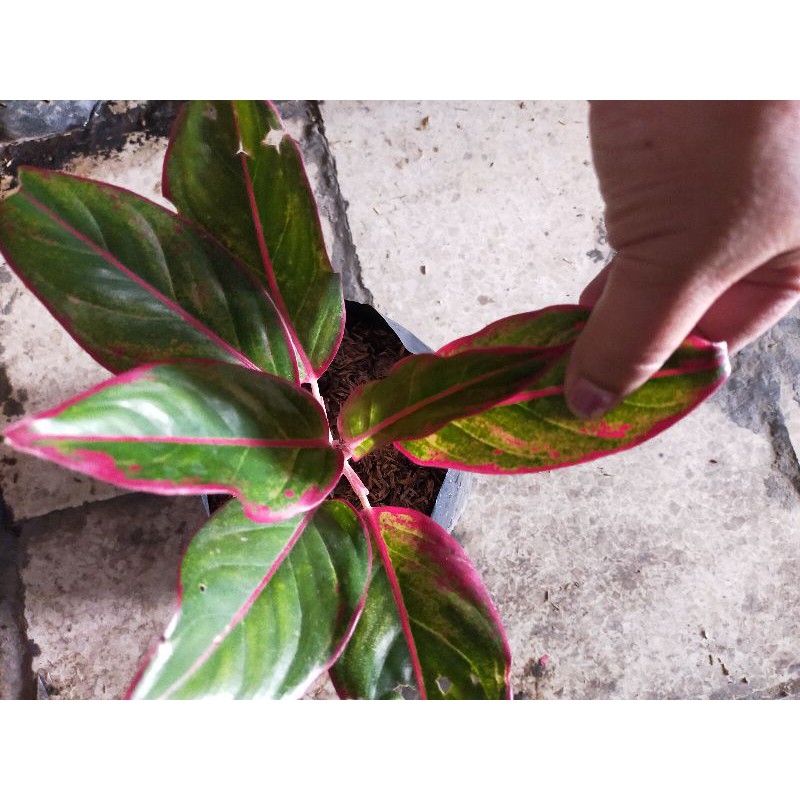 aglonema merah lipstik