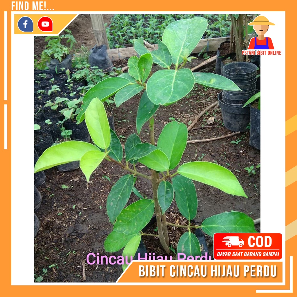 Jual Bibit Cincau Pohon Cincau Hijau Perdu Super Shopee Indonesia