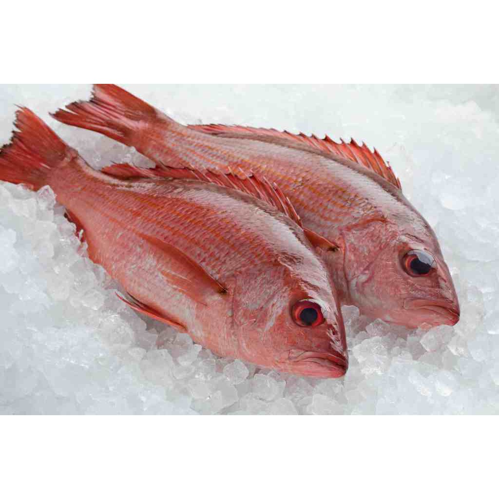 Ikan Kakap Merah Fresh Segar 1000 Gram Shopee Indonesia