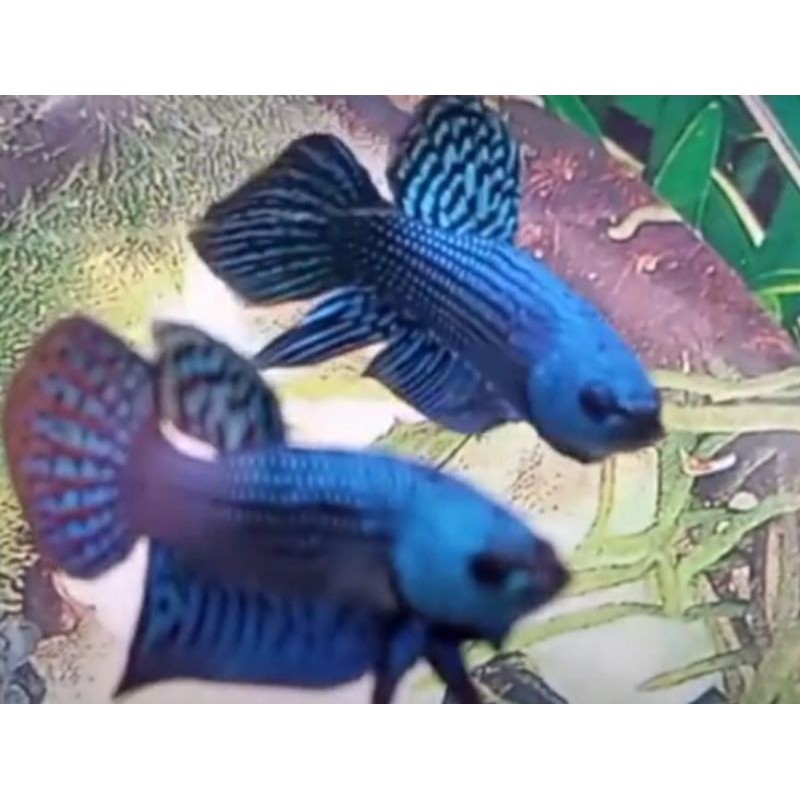 Ikan Cupang Hias Alien Hybrid Blue 1 pair (sepasang, jantan + betina)