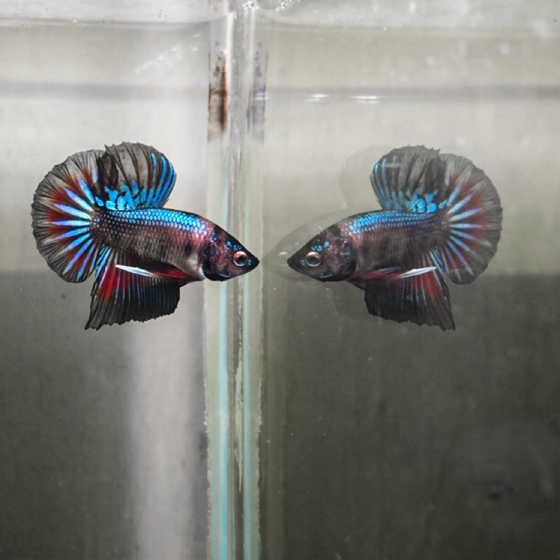 cupang Hmpk besgel SNI per 10/20