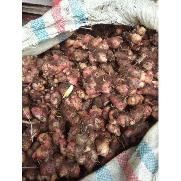 

jahe merah 1 kg (1000 gram)