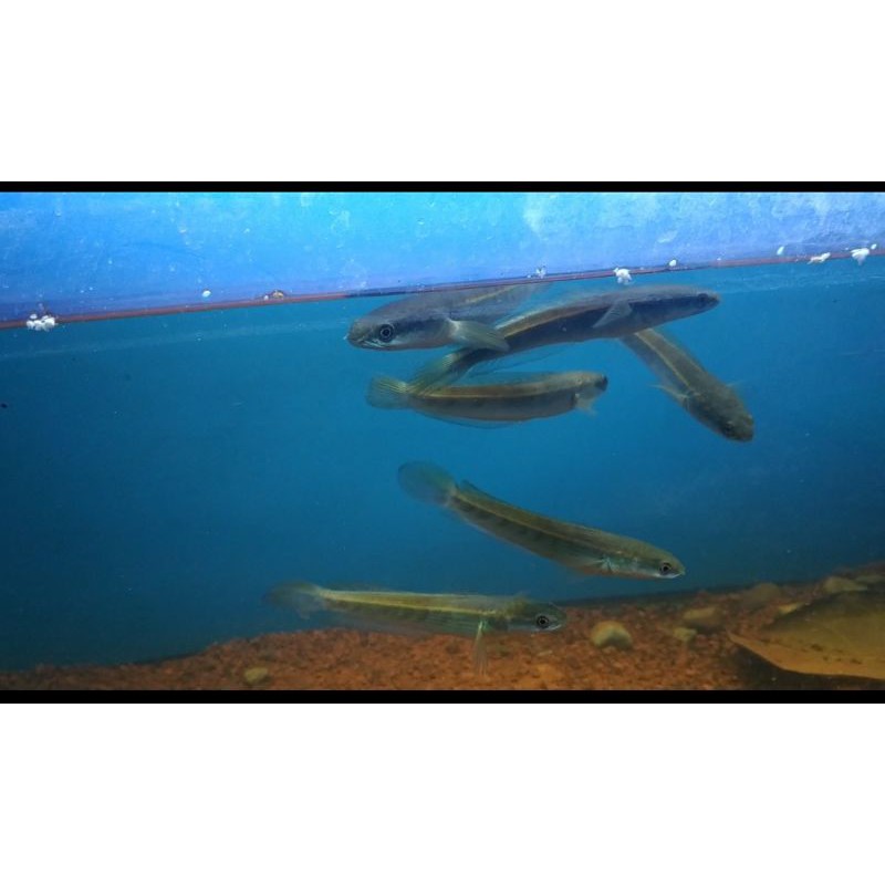 channa maru baby riau 10-11cm mata merah