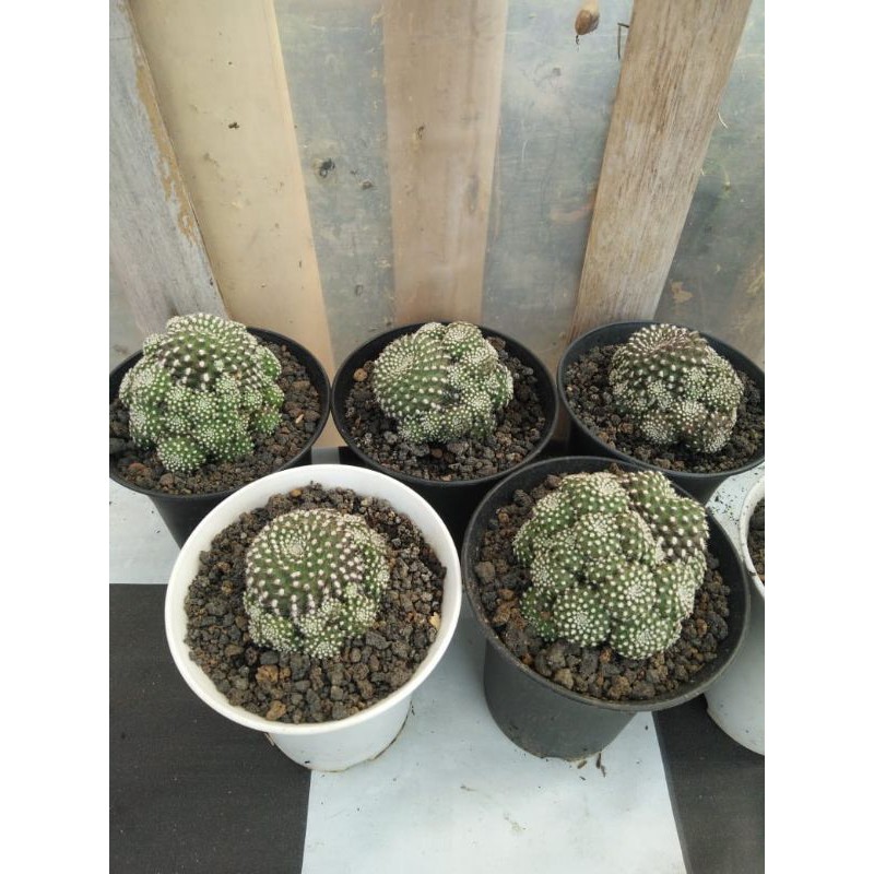 Tanaman hias sulcorebutia cluster kaktus unik lucu hiasan meja dekorasi rumah cantik