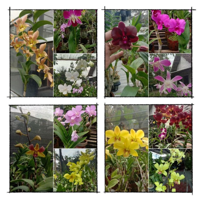 dendrobium dewasa besar