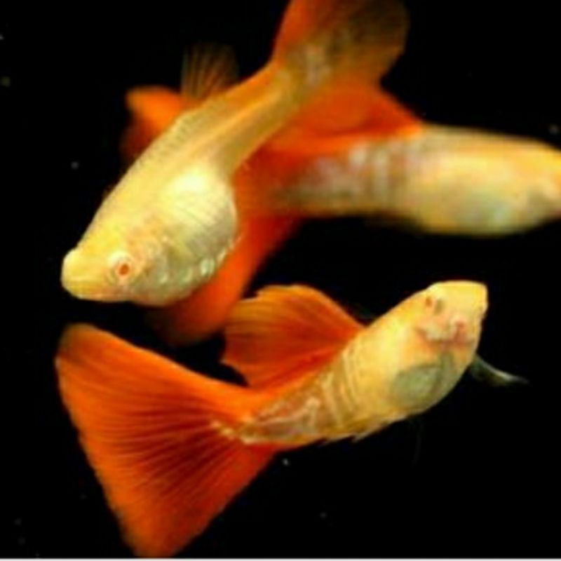 ikan guppy AFR