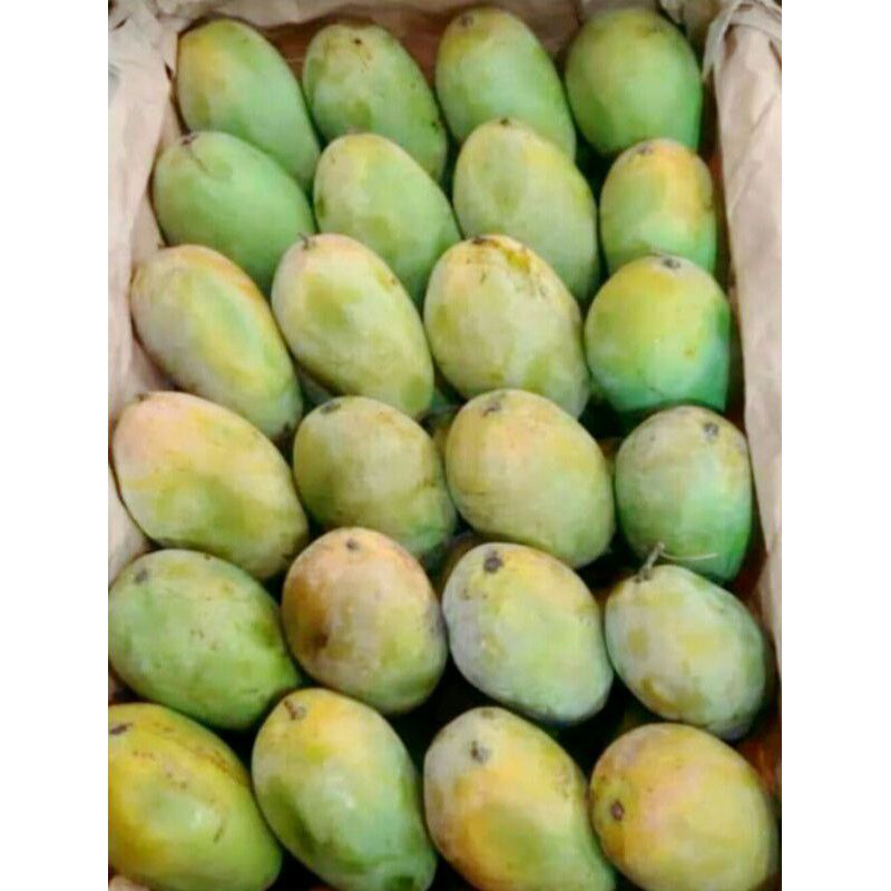 

Buah mangga harum manis mangga harum manis fresh 1KG mangga manis buah segar bandung