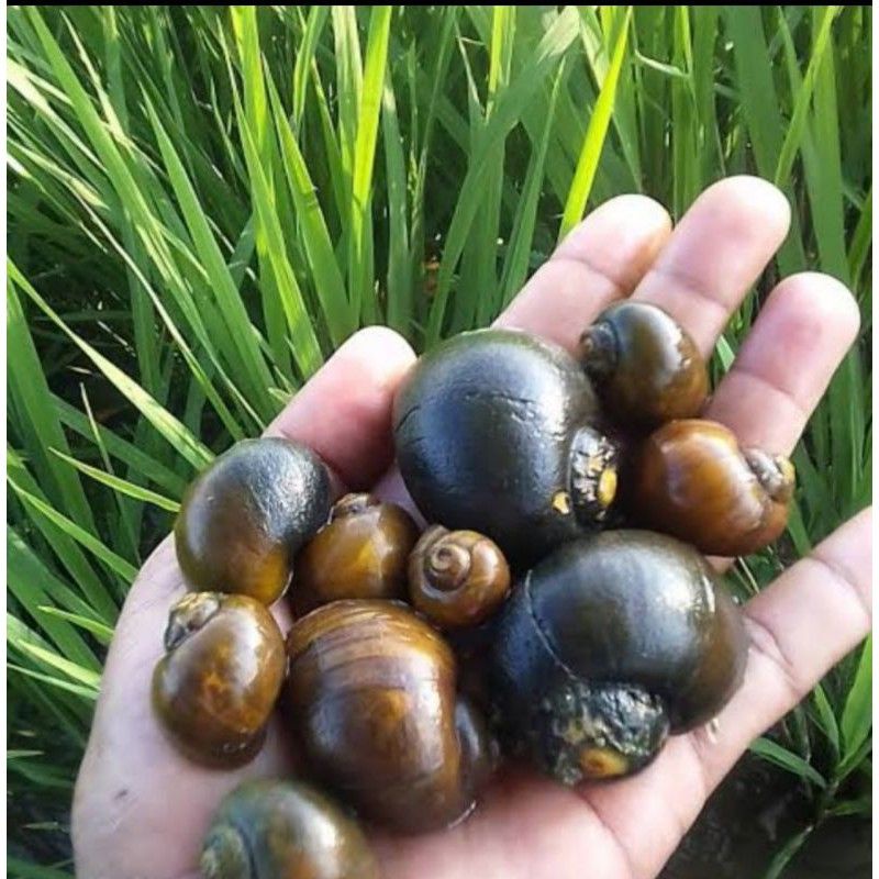 Keong Sawah Hidup 1Kg