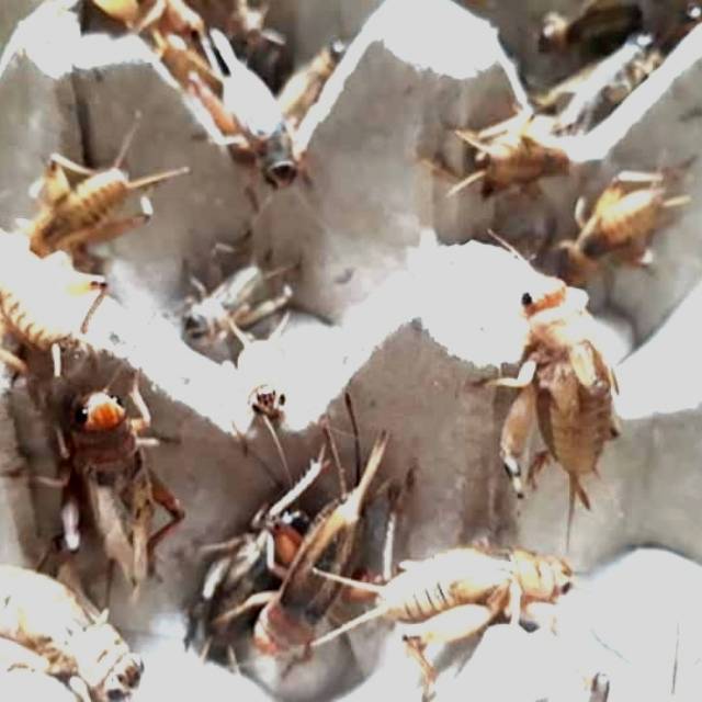 Telur jangkrik madu kuning kemasan 3 ons