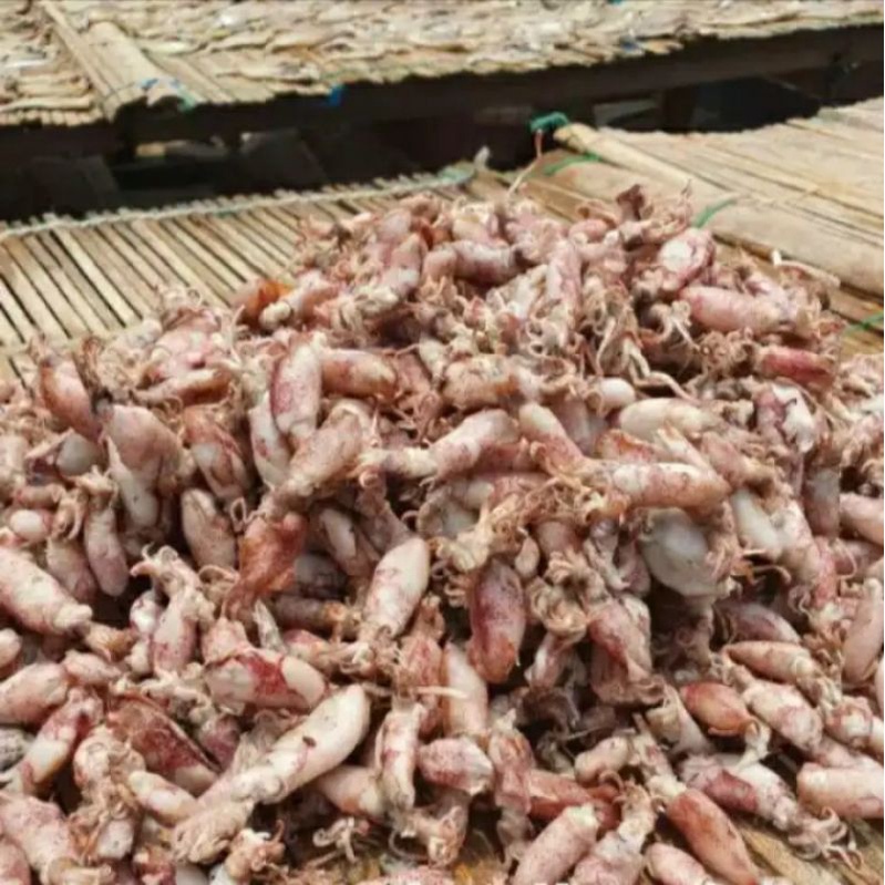 

Baby cumi asin ukuran 3-6cm SIZE JUMBO