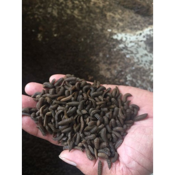 Pupa,maggot,BSF