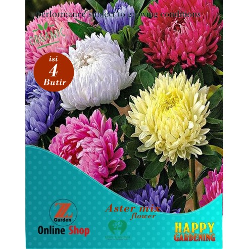 Bibit biji benih tanaman hias bunga aster mix isi 4butir