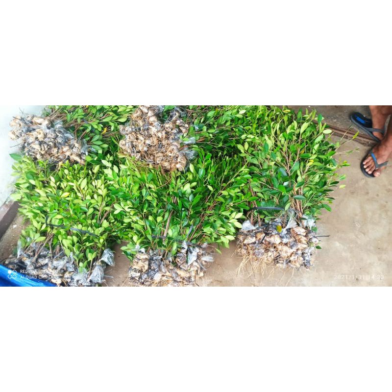 Bibit kimeng Hasil cangkok