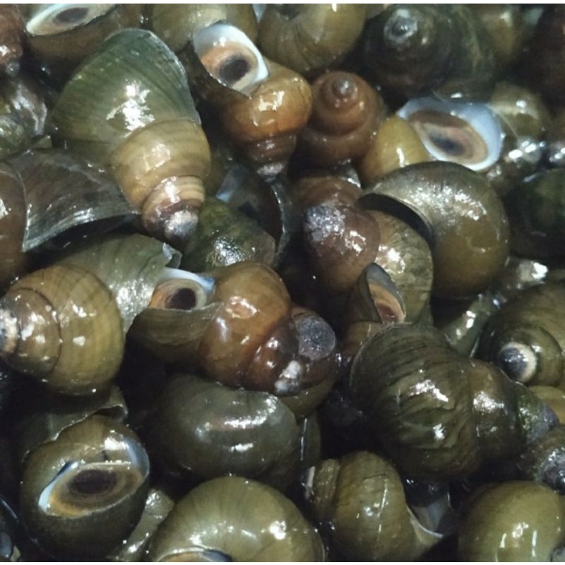 

Siput Gondang Fresh / Tutut Segar 1.0kg
