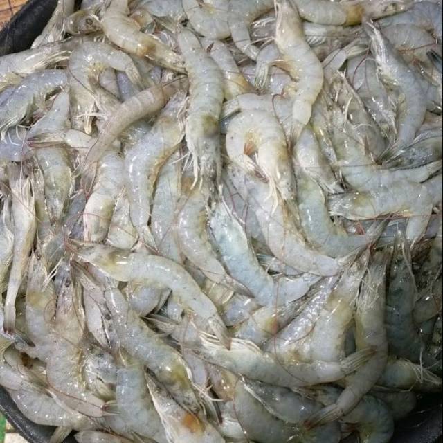 

Udang vanami segar size 80-100 1kg