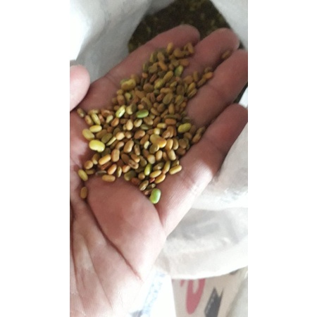 

Biji turi (indigofera) 100 biji