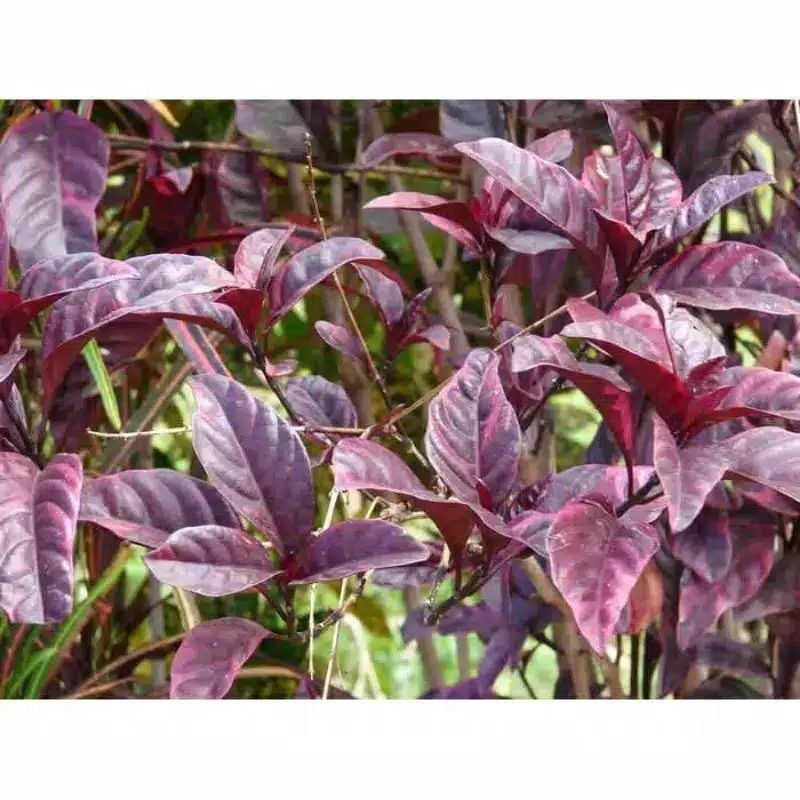 termurah bibit stek kopi hitam/handeuleum stok ready banyak harga tertera per pohon