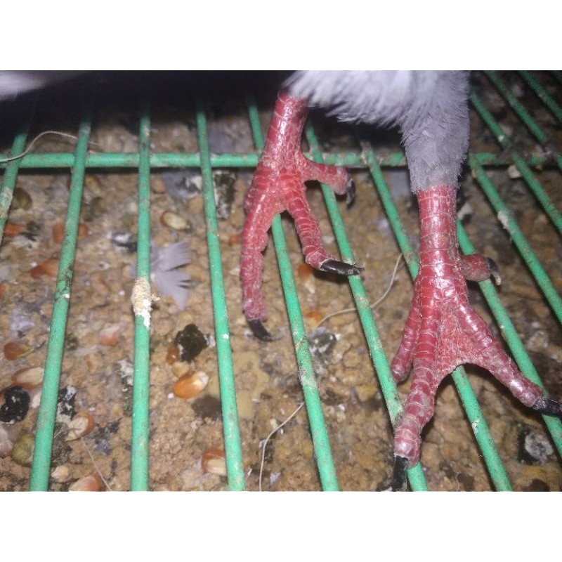Burung Dara Giring Shopee Indonesia