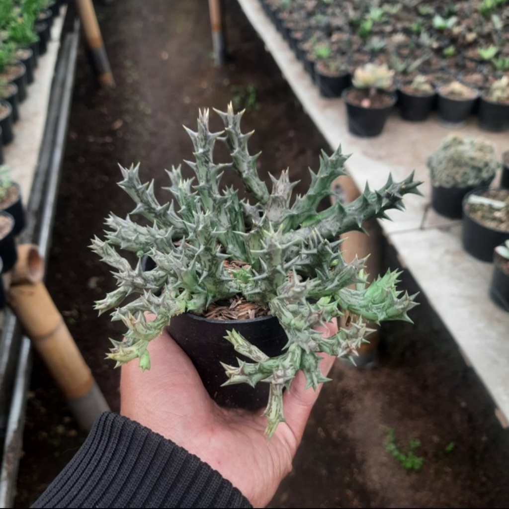 Kaktus Huernia Stapelia Orbea Dummeri | Paketan Sukulen Satuan Murah Promo Bebas Pilih Jenis Potelan