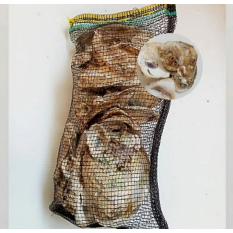 MEDIA FILTER KULIT KERANG /OYSTER